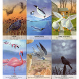 Bird Messages Cards