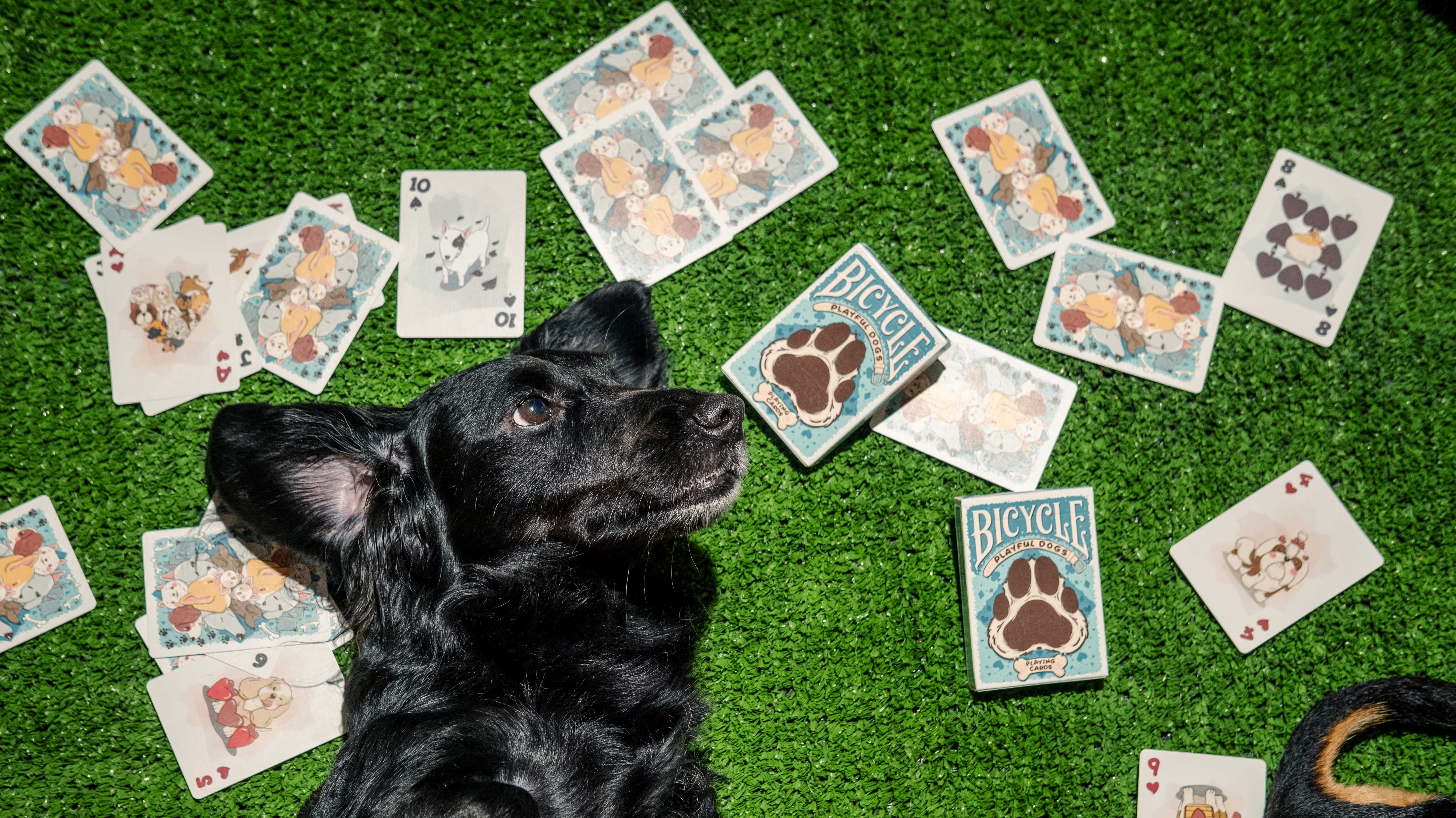 Playful Dogs Collection