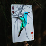 Hummingbird Feathers Red Playing Cards