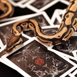 Bicycle Venom Playing Cards